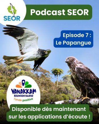 Podcast : découvrez le Papangue autrement !